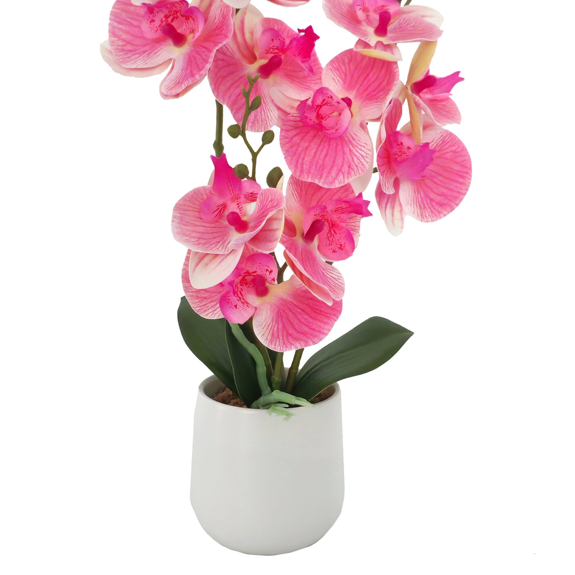 16" Dark Pink & White Orchid in Ceramic Pot by Ashland®